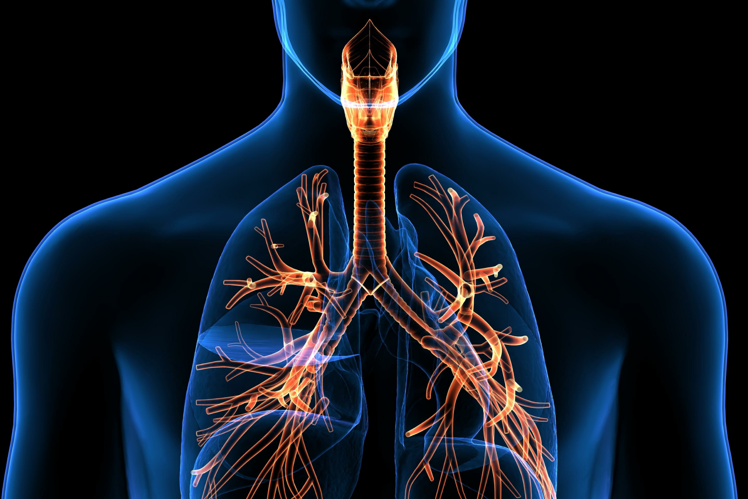 respiratory 2