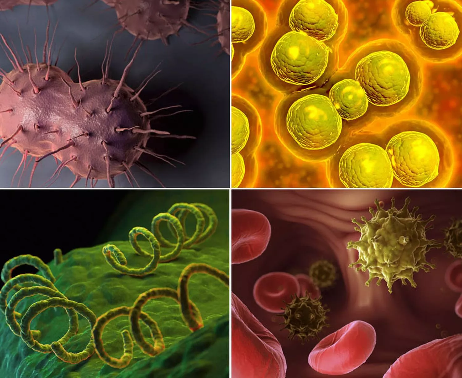 Sexually Transmitted Infections2